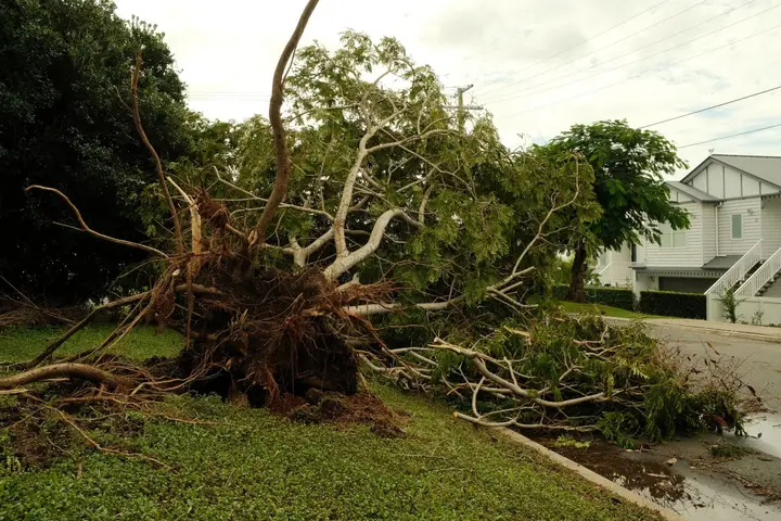 Uprooted tree beside a house after a storm